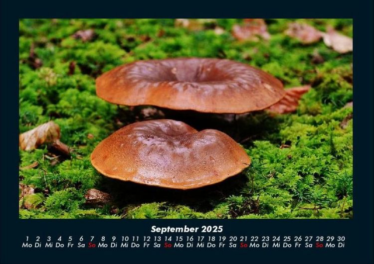 Produktbild: Waldzauber 2025 Fotokalender DIN A4