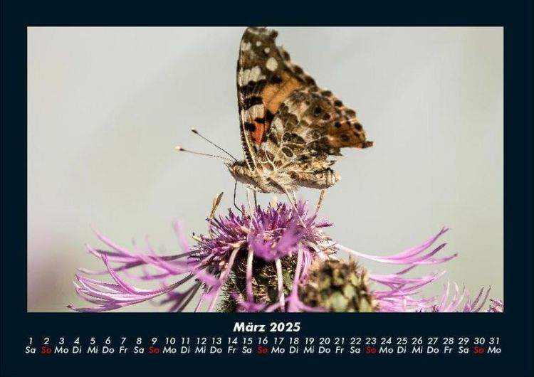 Produktbild: Bunte Pracht der Schmetterlinge 2025 Fotokalender DIN A4
