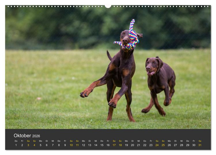 Produktbild: Dobermann 2026 (hochwertiger Premium Wandkalender 2026 DIN A2 quer), Kunstdruck in Hochglanz