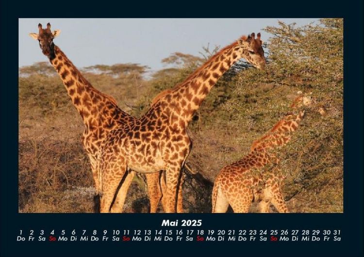 Produktbild: Giraffen 2025 Fotokalender DIN A4