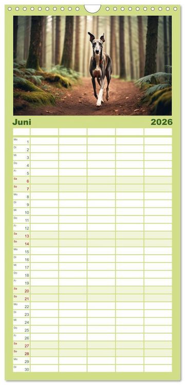 Produktbild: Familienplaner 2026 - Windhunde im Portrait mit 5 Spalten (Wandkalender, 21 x 45 cm) CALVENDO