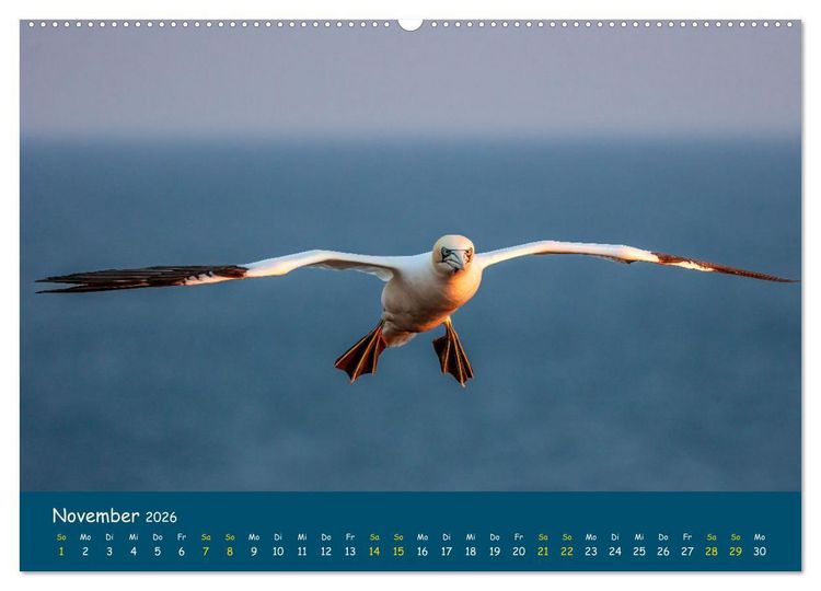 Produktbild: Helgol&auml;nder Basst&ouml;lpel 2026 (hochwertiger Premium Wandkalender 2026 DIN A2 quer), Kunstdruck in Hochglanz