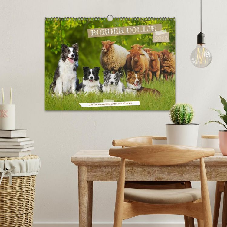 Produktbild: Border Collie - Das Universalgenie unter den Hunden (Wandkalender 2026 DIN A3 quer), CALVENDO Monatskalender