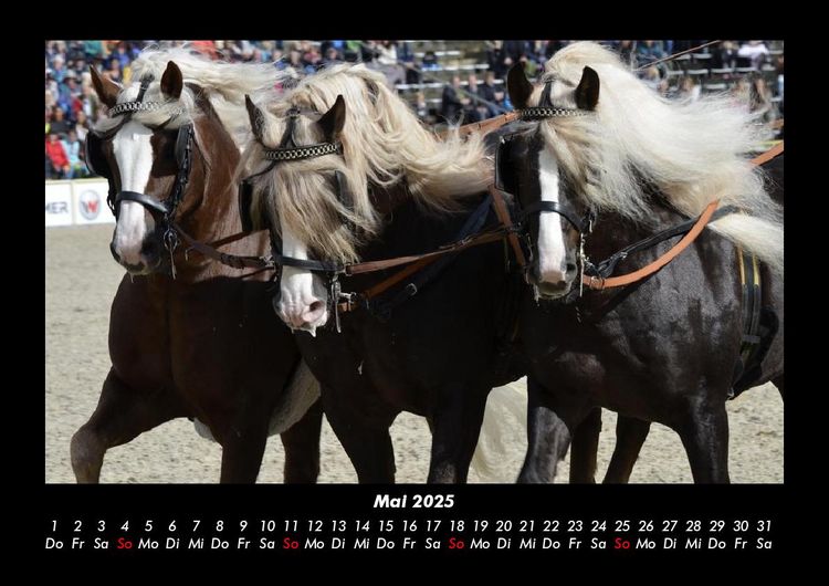 Produktbild: Die Welt der Pferde 2025 Fotokalender DIN A3