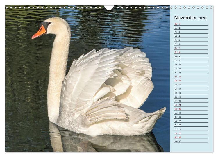 Produktbild: Schwanenzauber (Wandkalender 2026 DIN A3 quer), CALVENDO Monatskalender