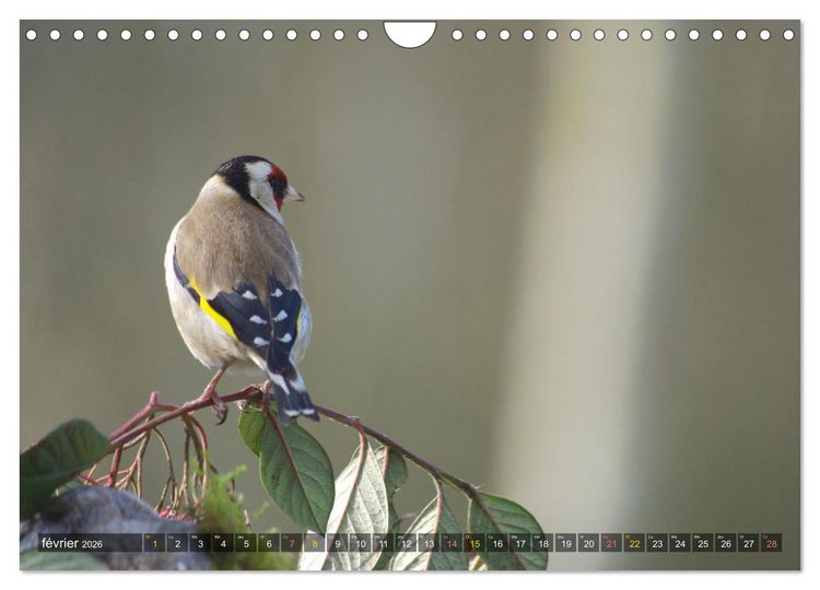 Produktbild: Chardonnerets - Portraits d'une esp&egrave;ce &eacute;blouissante (Calendrier mural 2026 DIN A4 vertical), CALVENDO calendrier mensuel