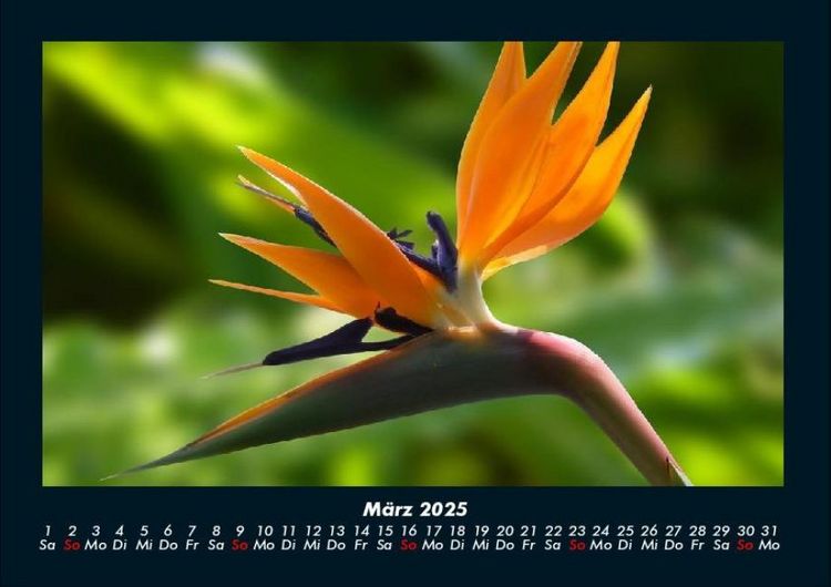 Produktbild: Blumentr&auml;ume 2025 Fotokalender DIN A4