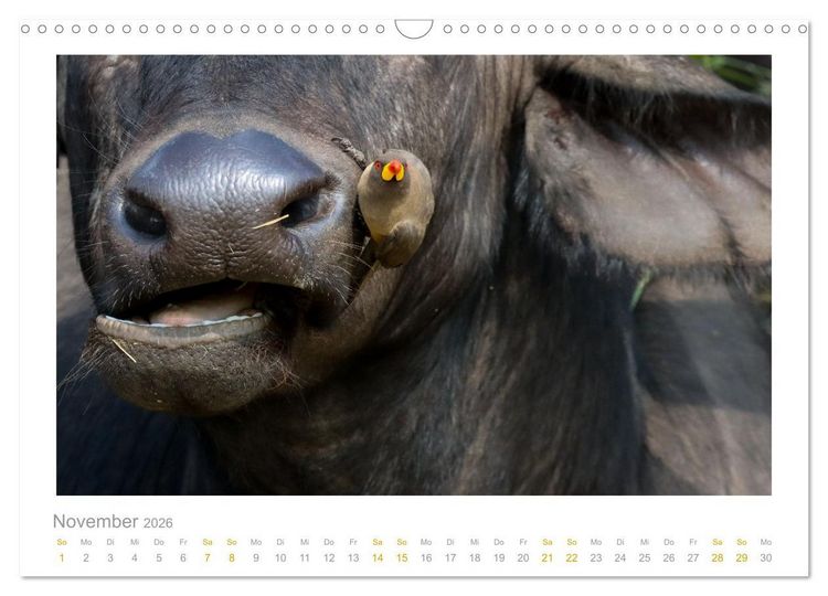 Produktbild: Ein L&auml;cheln f&uuml;r die Tierwelt (Wandkalender 2026 DIN A3 quer), CALVENDO Monatskalender