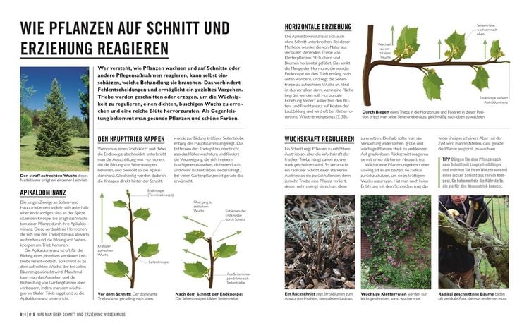 Produktbild: Gr&uuml;nes Gartenwissen. Pflanzen richtig schneiden