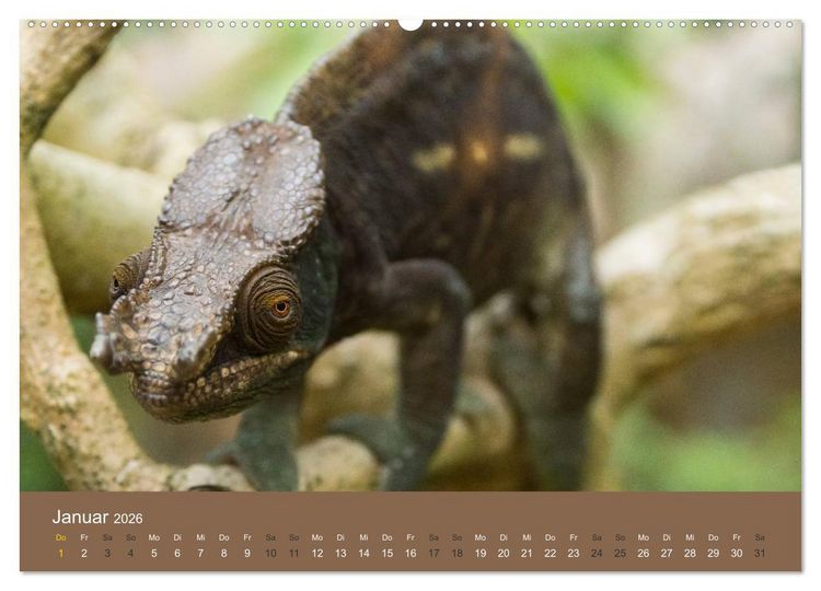 Produktbild: Madagaskars wundersame Tierwelt (Wandkalender 2026 DIN A2 quer), CALVENDO Monatskalender