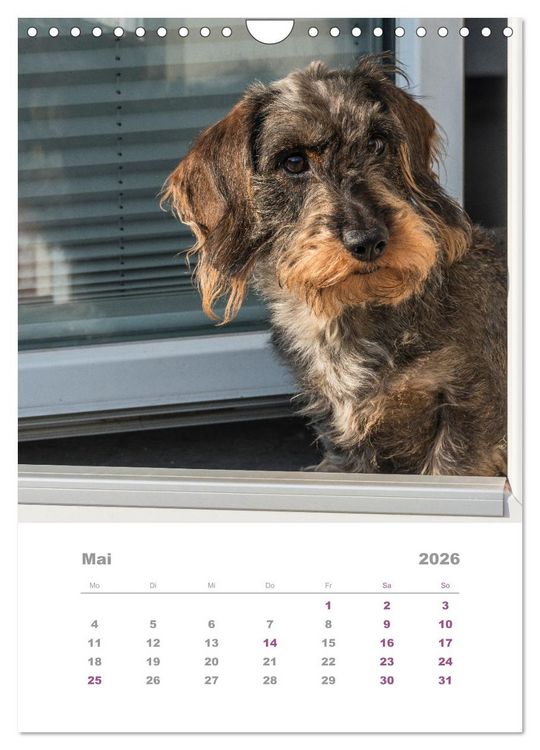 Produktbild: Dackel(augen)blicke (Wandkalender 2026 DIN A4 hoch), CALVENDO Monatskalender