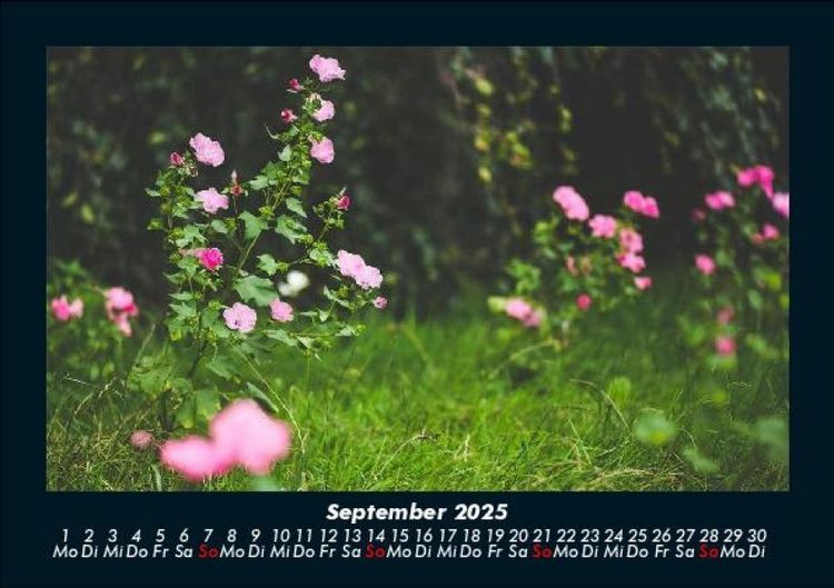 Produktbild: Blumentr&auml;ume 2025 Fotokalender DIN A5
