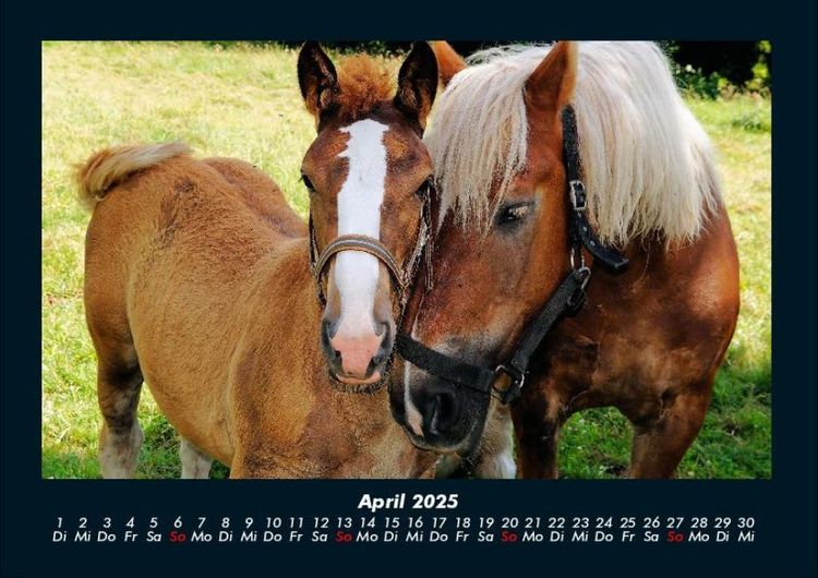 Produktbild: Die Welt der Pferde 2025 Fotokalender DIN A4