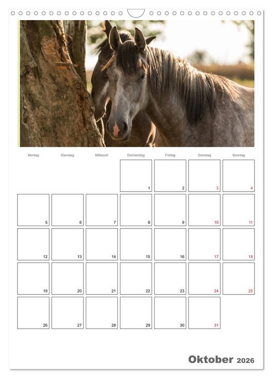 Produktbild: Pferde - Kameraden mit vier Hufen (Wandkalender 2026 DIN A3 hoch), CALVENDO Monatskalender