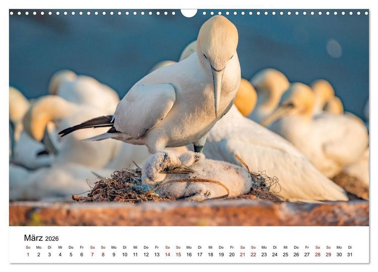 Produktbild: HELGOLAND: Nordseeinsel, sch&ouml;ner Ferienort (Wandkalender 2026 DIN A3 quer), CALVENDO Monatskalender