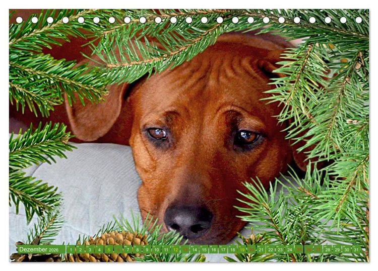 Produktbild: Rhodesian Ridgeback Augen-Blicke (Tischkalender 2026 DIN A5 quer), CALVENDO Monatskalender