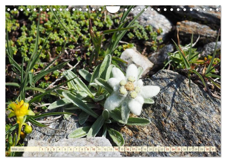 Produktbild: Edelwei&szlig; - Wahrzeichen der Alpen (Wandkalender 2026 DIN A4 quer), CALVENDO Monatskalender
