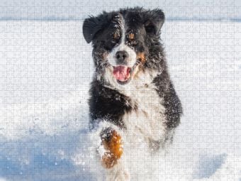 Produktbild: CALVENDO Puzzle Berner Sennenhund in seinem Element | 2000 Teile Lege-Gr&ouml;&szlig;e 90x67cm Foto-Puzzle f&uuml;r gl&uuml;ckliche Stunden