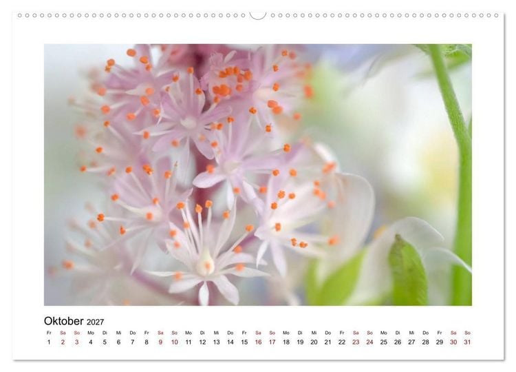 Produktbild: Rosa Bl&uuml;tentraum (hochwertiger Premium Wandkalender 2027 DIN A2 quer), Kunstdruck in Hochglanz