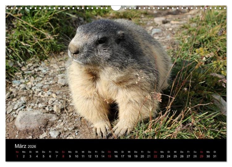 Produktbild: Murmeltiere (Wandkalender 2026 DIN A3 quer), CALVENDO Monatskalender