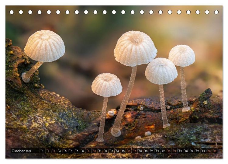 Produktbild: Kunstgalerie Wald - die verborgene Welt der Pilze (Tischkalender 2027 DIN A5 quer), CALVENDO Monatskalender
