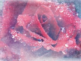 Produktbild: CALVENDO Puzzle Romantische Rote Rose - Shabby Chic Style | 1000 Teile Lege-Gr&ouml;&szlig;e 64x48cm Foto-Puzzle f&uuml;r gl&uuml;ckliche Stunden