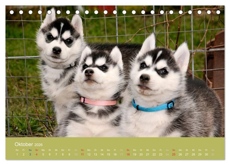 Produktbild: Husky Welpen (Tischkalender 2026 DIN A5 quer), CALVENDO Monatskalender