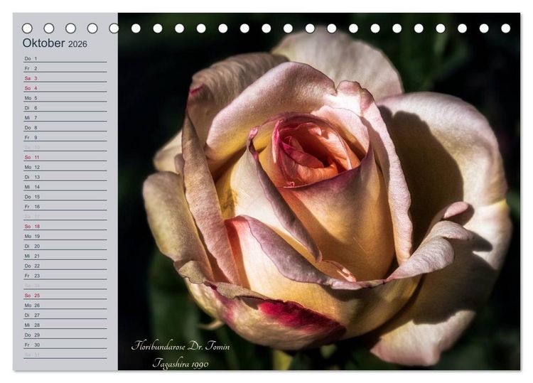 Produktbild: Kurf&uuml;rstliche Rosen Eltville am Rhein (Tischkalender 2026 DIN A5 quer), CALVENDO Monatskalender
