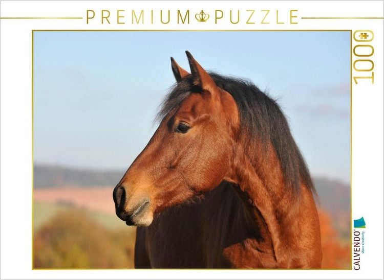Produktbild: CALVENDO Puzzle Pferd Junghengst Portr&auml;t | 1000 Teile Lege-Gr&ouml;&szlig;e 64x48cm Foto-Puzzle f&uuml;r gl&uuml;ckliche Stunden