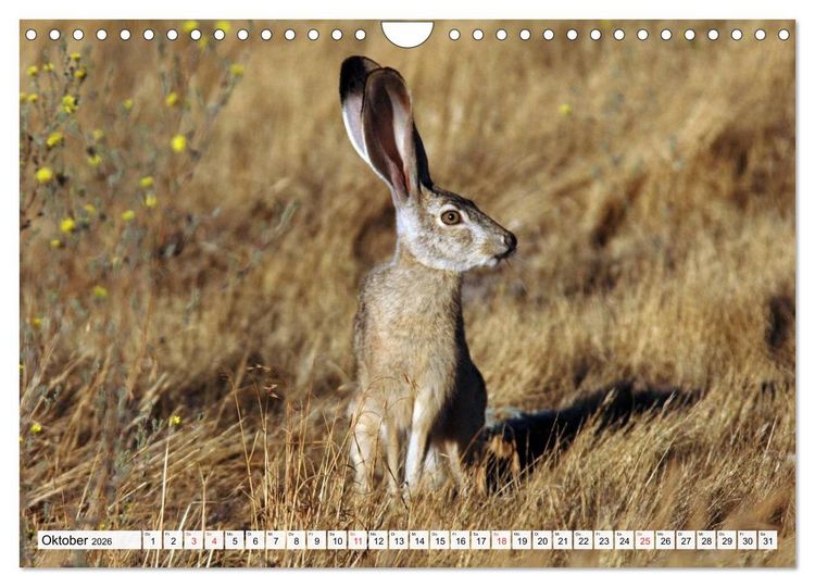 Produktbild: Kaninchen und Hasen (Wandkalender 2026 DIN A4 quer), CALVENDO Monatskalender