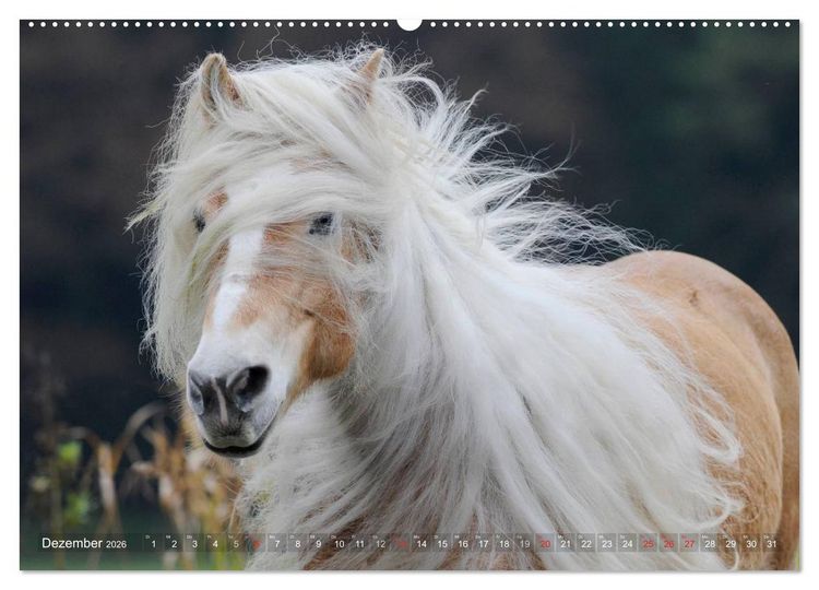 Produktbild: Haflinger Sch&ouml;nheiten (hochwertiger Premium Wandkalender 2026 DIN A2 quer), Kunstdruck in Hochglanz