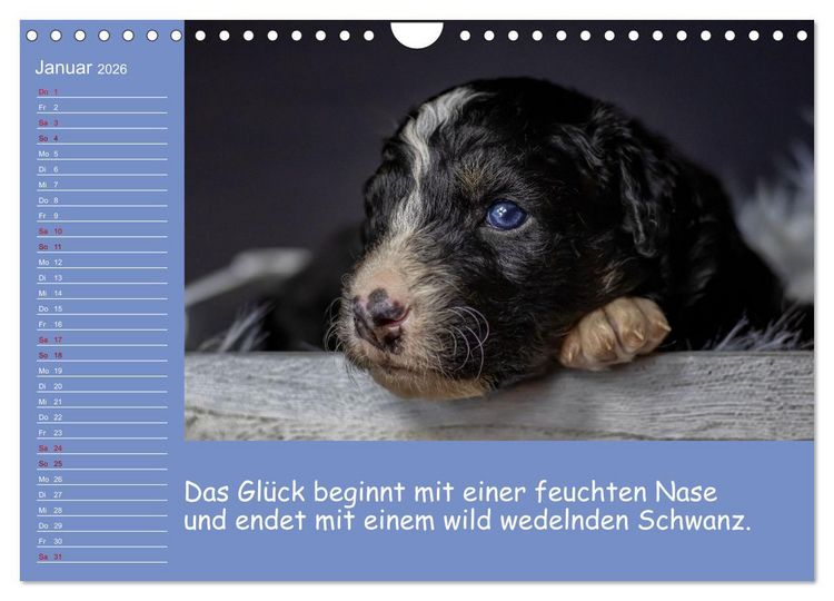 Produktbild: Drollige Tierkinder Mit Spr&uuml;chen (Wandkalender 2026 DIN A4 quer), CALVENDO Monatskalender