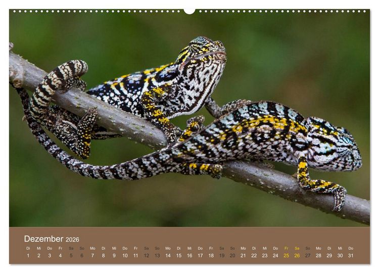 Produktbild: Madagaskars wundersame Tierwelt (hochwertiger Premium Wandkalender 2026 DIN A2 quer), Kunstdruck in Hochglanz