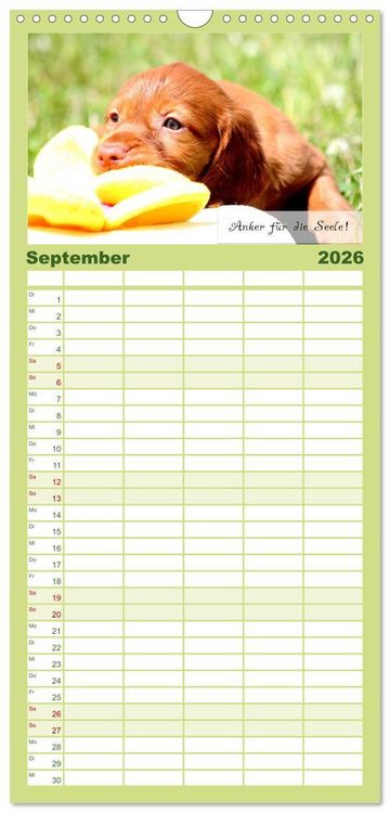 Produktbild: Familienplaner 2026 - Magyar Vizsla - Zauberhafte Kobolde mit 5 Spalten (Wandkalender, 21 x 45 cm) CALVENDO