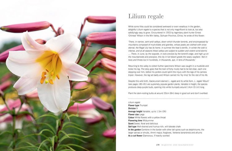 Produktbild: Lilies
