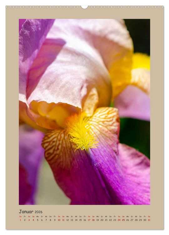 Produktbild: Zauberhafte Iris (hochwertiger Premium Wandkalender 2026 DIN A2 hoch), Kunstdruck in Hochglanz
