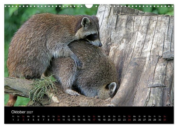 Produktbild: Waschb&auml;ren (Wandkalender 2027 DIN A3 quer), CALVENDO Monatskalender