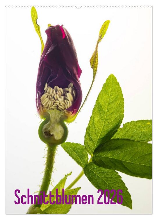 Produktbild: Schnittblumen 2026 (Wandkalender 2026 DIN A2 hoch), CALVENDO Monatskalender