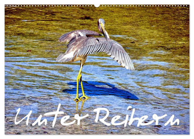 Produktbild: Unter Reihern (Wandkalender 2026 DIN A2 quer), CALVENDO Monatskalender