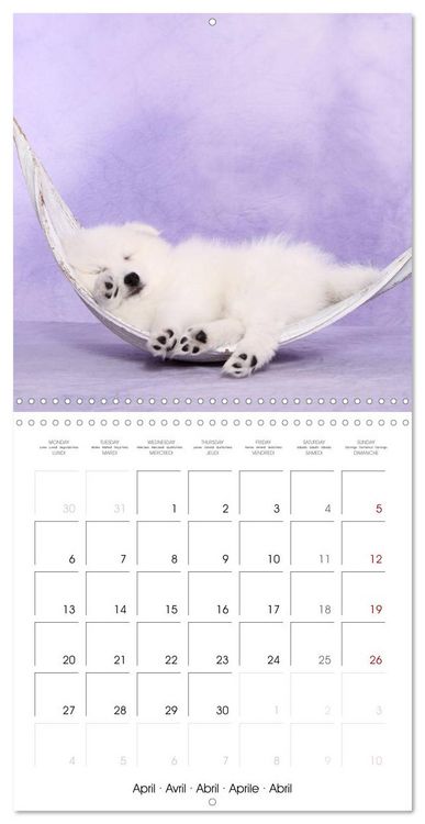 Produktbild: Sleeping Puppies (Wall Calendar 2026 12 &times; 12 Inch) CALVENDO 12 Month Wall Calendar