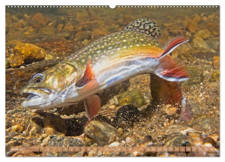 Produktbild: Poissons : d'&eacute;tangs et des rivi&egrave;res (Calendrier mural 2027 DIN A2 vertical), CALVENDO calendrier mensuel