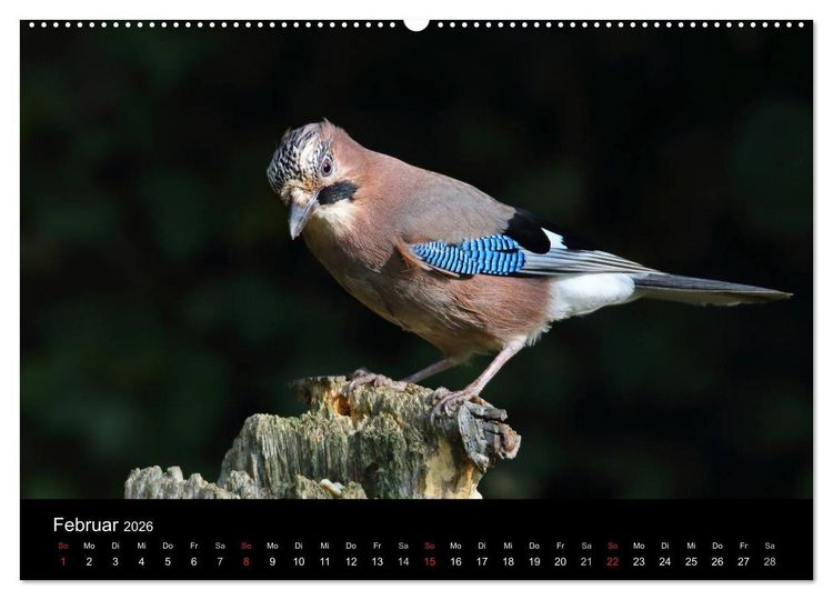 Produktbild: Eichelh&auml;her der Waldpolizist (hochwertiger Premium Wandkalender 2026 DIN A2 quer), Kunstdruck in Hochglanz