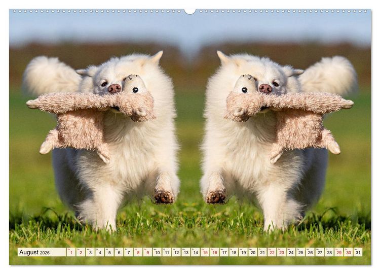 Produktbild: Mit doppelter Power durch das Jahr (hochwertiger Premium Wandkalender 2026 DIN A2 quer), Kunstdruck in Hochglanz