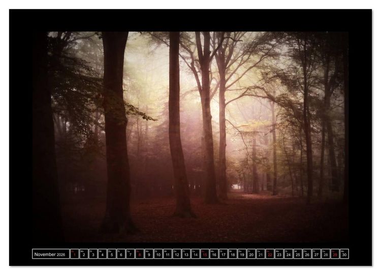 Produktbild: Der Reichswald bei Kleve (Wandkalender 2026 DIN A2 quer), CALVENDO Monatskalender