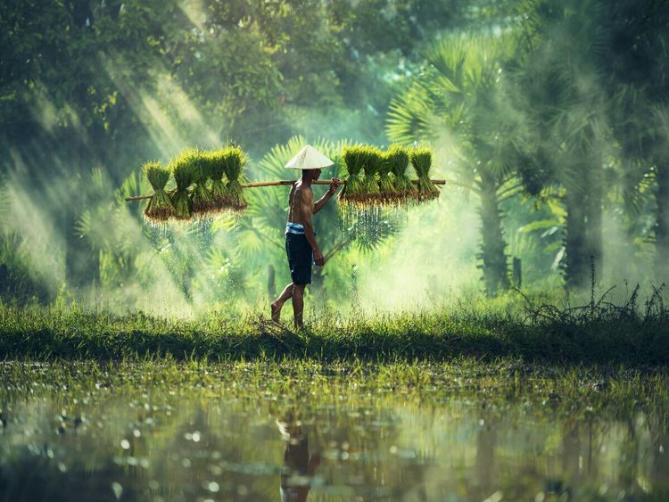 Produktbild: CALVENDO Puzzle Vietnam - Reisbauer mit Reissch&ouml;&szlig;lingen | 1000 Teile Lege-Gr&ouml;&szlig;e 64x48cm Foto-Puzzle f&uuml;r gl&uuml;ckliche Stunden