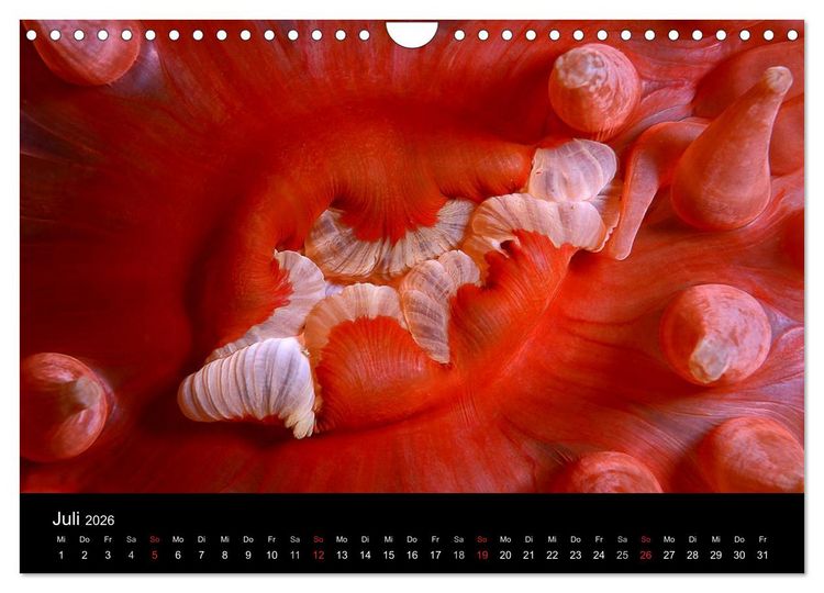 Produktbild: Unterwasser (Wandkalender 2026 DIN A4 quer), CALVENDO Monatskalender