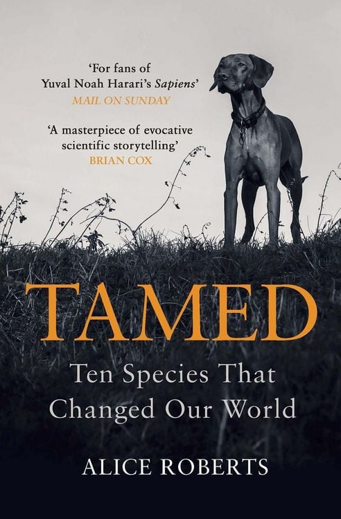 Produktbild: Tamed