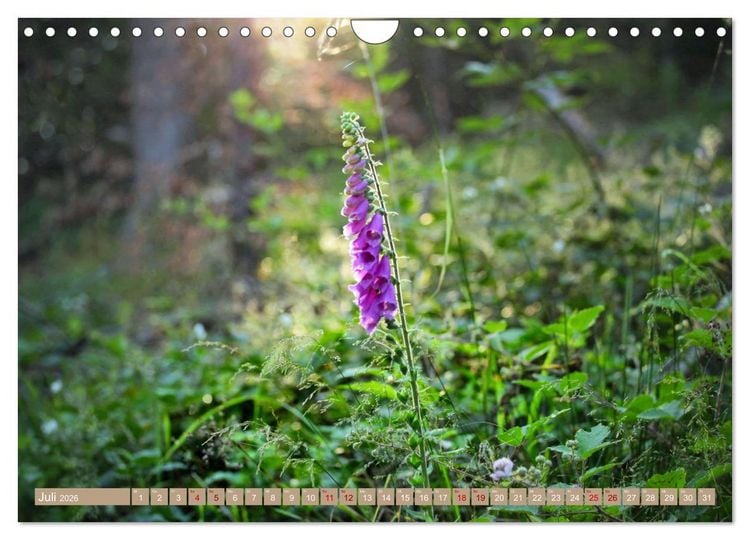 Produktbild: Der Wald - Ort der Ruhe und Besinnung (Wandkalender 2026 DIN A4 quer), CALVENDO Monatskalender