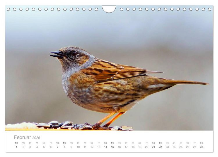 Produktbild: V&ouml;gel in unseren G&auml;rten 2026 (Wandkalender 2026 DIN A4 quer), CALVENDO Monatskalender
