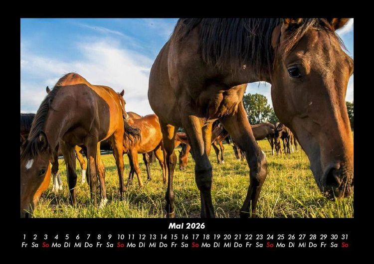 Produktbild: Pferde Kalender 2026 Fotokalender DIN A3